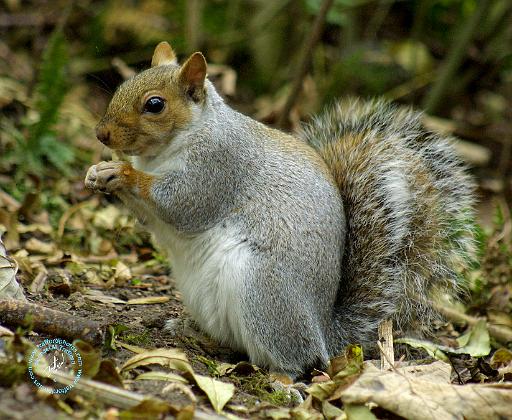 Grey Squirrel 9P51D-202.JPG